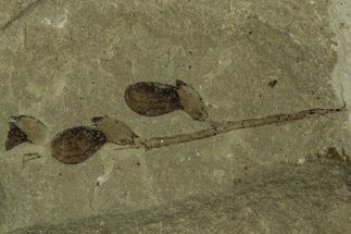 Stem with Two Samara (Winged Seeds) Fossils - Utah #215552