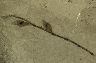 Stem with Two Samara (Winged Seeds) Fossils - Utah #215558