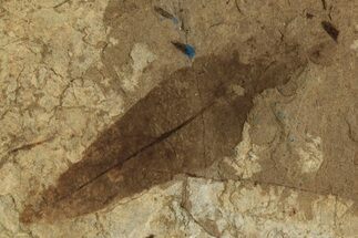 Fossil Leaf - McAbee Fossil Beds, BC #215705