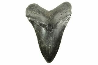 Serrated, Fossil Megalodon Tooth - South Carolina #212930