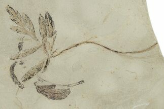 Fossil Leaves (Lomatia) and Ant - Green River Formation #215607
