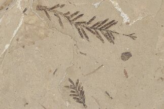 Metasequoia Fossil Plate - McAbee Fossil Beds, BC #215664