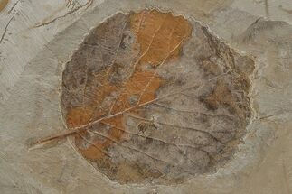 Fossil Leaf (Davidia) - Montana #215539