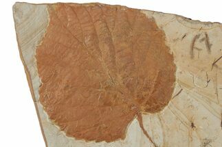 Fossil Leaf (Davidia) - Montana #215543