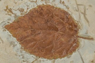 Fossil Leaf (Beringiaphyllum) - Montana #215544