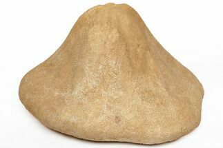 Miocene Fossil Echinoid (Clypeaster) - Taza, Morocco #215587
