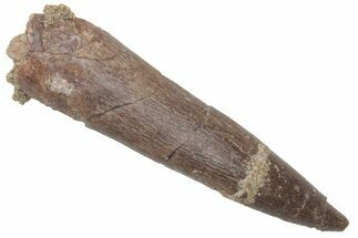 Bargain, Fossil Plesiosaur (Zarafasaura) Tooth - Morocco #215842