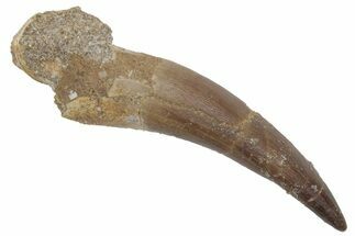 Fossil Plesiosaur (Zarafasaura) Tooth - Morocco #215848