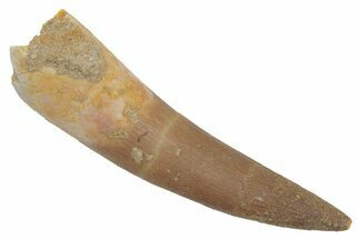 Fossil Plesiosaur (Zarafasaura) Tooth - Morocco #215852