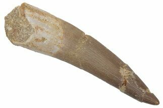 Fossil Plesiosaur (Zarafasaura) Tooth - Morocco #215861