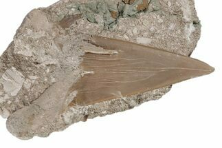 Otodus Shark Tooth Fossil in Rock - Eocene #215617