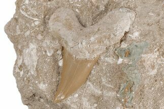 Otodus Shark Tooth Fossil in Rock - Eocene #215627