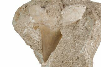 Otodus Shark Tooth Fossil in Rock - Eocene #215645