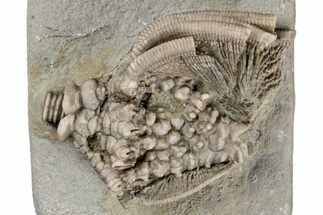 Fossil Crinoid (Eretmocrinus) - Crawfordsville, Indiana #215807