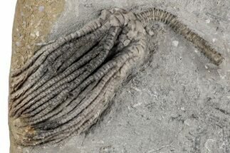 Fossil Crinoid (Pachylocrinus) - Crawfordsville, Indiana #215809
