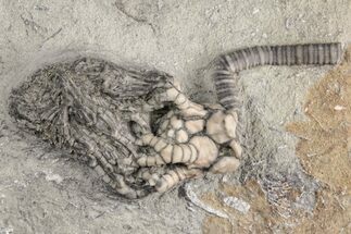 Fossil Crinoid (Cyathocrinites) - Crawfordsville, Indiana #215812