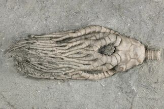 Fossil Crinoid (Cyathocrinites) - Crawfordsville, Indiana #215813