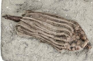 Fossil Crinoid (Macrocrinus) - Crawfordsville, Indiana #215814