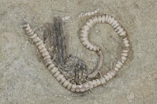 Fossil Crinoid (Camptocrinus) - Crawfordsville, Indiana #216130