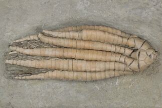 Fossil Crinoid (Scytalocrinus) - Crawfordsville, Indiana #216134