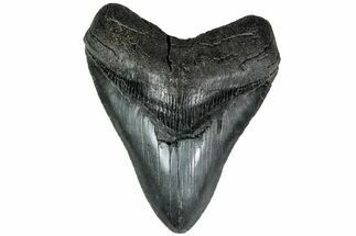 Serrated, Fossil Megalodon Tooth - South Carolina #208561