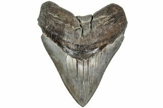 Serrated, Fossil Megalodon Tooth - South Carolina #208565