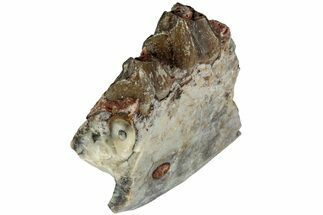 Oreodont (Merycoidodon) Jaw Section - South Dakota #215892