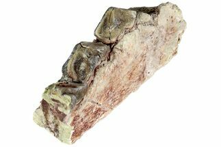 Oreodont (Merycoidodon) Jaw Section - South Dakota #215895