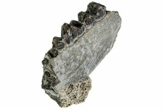 Oreodont (Merycoidodon) Jaw Section - South Dakota #215905