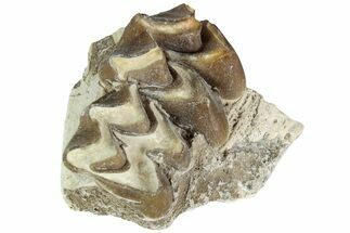 Oreodont (Merycoidodon) Jaw Section - South Dakota #215916