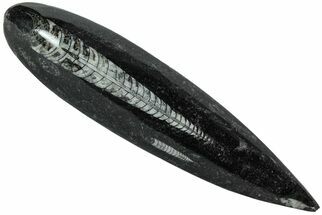 Polished Fossil Orthoceras (Cephalopod) - Morocco #216146