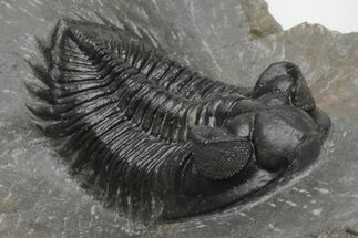 Coltraneia Trilobite Fossil - Huge Faceted Eyes #216510