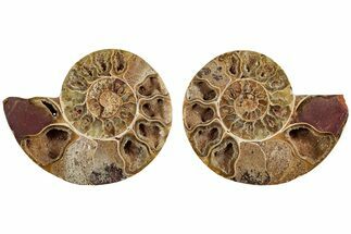 Jurassic Cut & Polished Ammonite Fossil (Pair)- Madagascar #215979