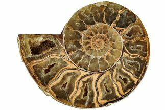Jurassic Cut & Polished Ammonite Fossil (Half)- Madagascar #215993