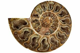 Jurassic Cut & Polished Ammonite Fossil (Half)- Madagascar #215996