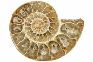 Jurassic Cut & Polished Ammonite Fossil (Half)- Madagascar #216006