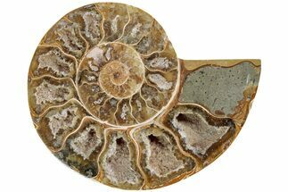 Jurassic Cut & Polished Ammonite Fossil (Half)- Madagascar #216016