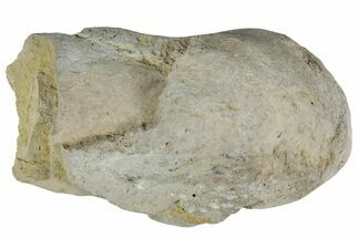 Cretaceous Fish Coprolite (Fossil Poop) - Kansas #216448