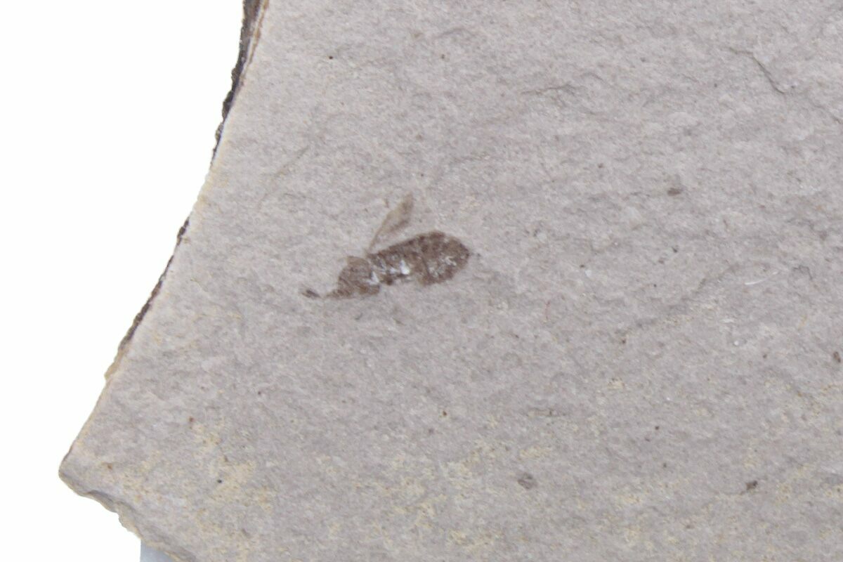mountain fly low fossil