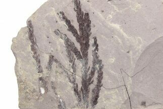Unidentified Fossil Fronds - Ruby River Basin, Montana #216589