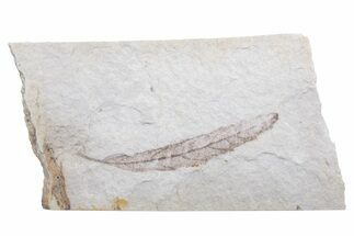 Unidentified Fossil Leaf - Ruby River Basin, Montana #216594