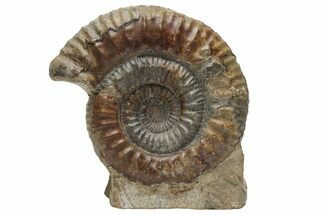 Jurassic Ammonite (Stephanoceras) Fossil - England #216643