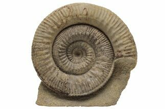Jurassic Ammonite (Stephanoceras) Fossil - England #216644