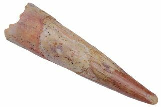Fossil Pterosaur (Siroccopteryx) Tooth - Morocco #216975