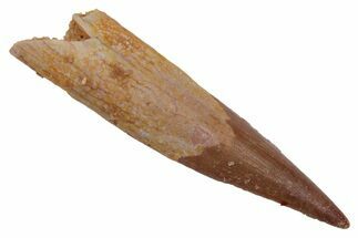 Fossil Pterosaur (Siroccopteryx) Tooth - Morocco #216976