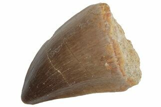 Fossil Mosasaur (Prognathodon) Tooth - Morocco #216987