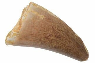 Fossil Mosasaur (Prognathodon) Tooth - Morocco #216994