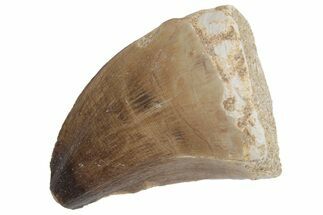 Fossil Mosasaur (Prognathodon) Tooth - Morocco #216998