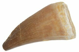 Fossil Mosasaur (Prognathodon) Tooth - Morocco #217004
