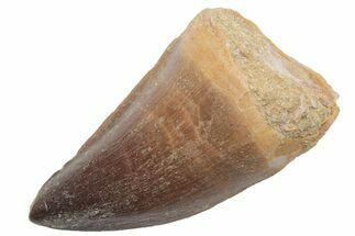 Fossil Mosasaur (Prognathodon) Tooth - Morocco #217008